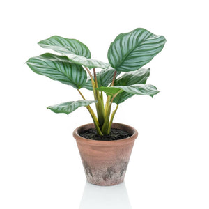 Emerald Artificial Calathea Orbifolia Terra 32 cm in Pot