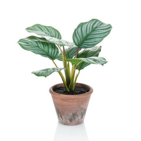 Emerald Artificial Calathea Orbifolia Terra 32 cm in Pot