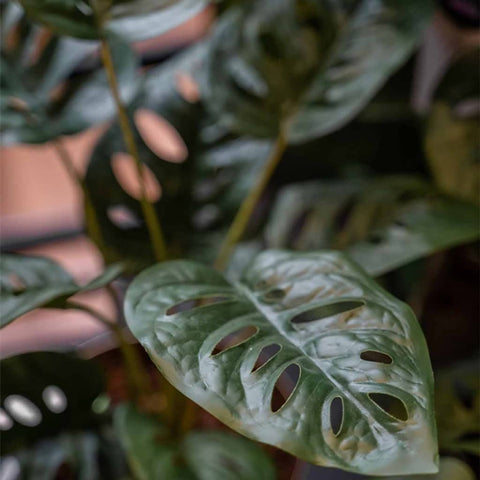 Emerald Artificial Monstera Monkey Bush 43 cm in Pot