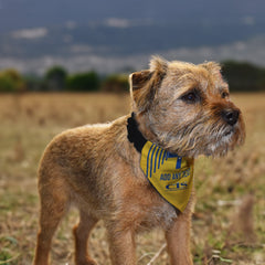 Blackburn 1990 Away Shirt - Personalised Pet Bandana - 4 Sizes