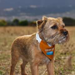 Blackpool 2010 Home Shirt - Personalised Pet Bandana - 4 Sizes
