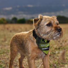 Celtic 1997 Away Shirt - Personalised Pet Bandana - 4 Sizes