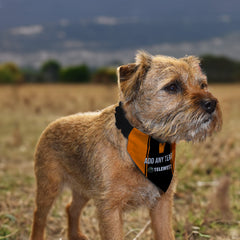 Dundee U 2000 Home Shirt - Personalised Pet Bandana - 4 Sizes