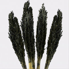 Cantal Grass Bunch - Black