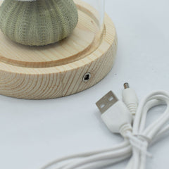 Floral Glow Garden Dome - 3 Sea Urchins - LED USB