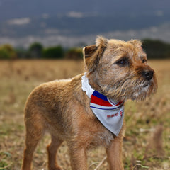 England 1982 Home Shirt - Personalised Pet Bandana - 4 Sizes