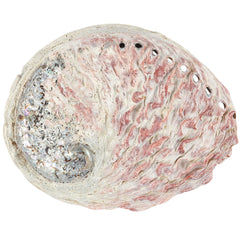 Large Abalone Shell 12-14cm