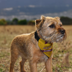 Motherwell 1994 Home Shirt - Personalised Pet Bandana - 4 Sizes