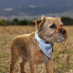 Preston 1994 Home Shirt - Personalised Pet Bandana - 4 Sizes