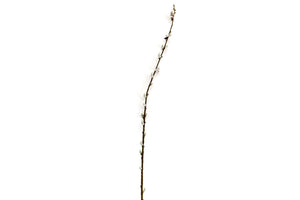 Pussy Willow Stem