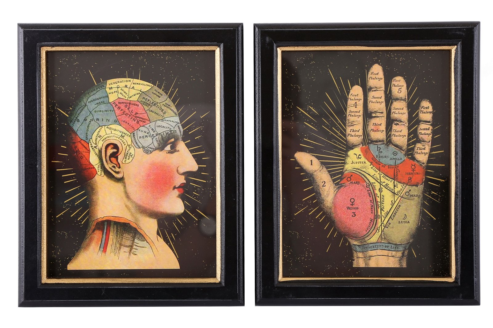 Set of 2 Phrenology Framed Prints 25cm