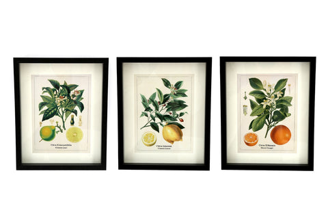 Set of Three Citrus Picture Frames