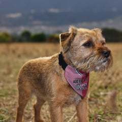 Soton 1987 Home Shirt - Personalised Pet Bandana - 4 Sizes