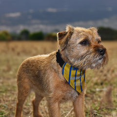 St Johnstone 1994 Away Shirt - Personalised Pet Bandana - 4 Sizes